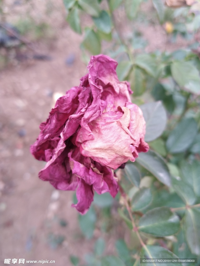 月季花