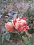 月季花