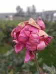月季花