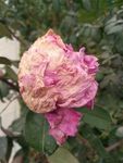 月季花