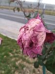 月季花