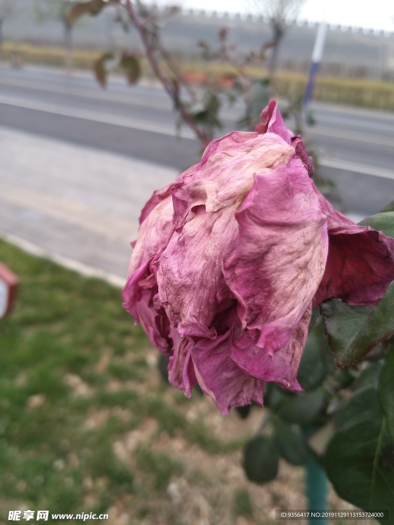 月季花