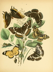 欧洲蝴蝶和飞蛾 Europea