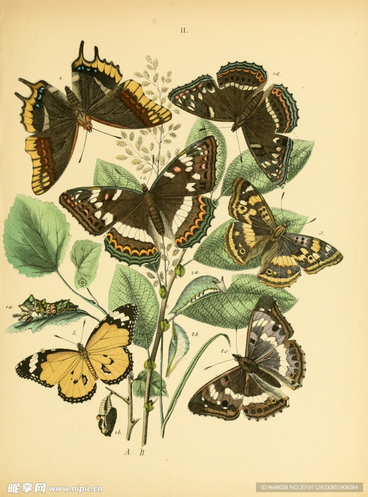 欧洲蝴蝶和飞蛾 Europea