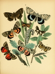欧洲蝴蝶和飞蛾 Europea