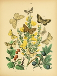 欧洲蝴蝶和飞蛾 Europea