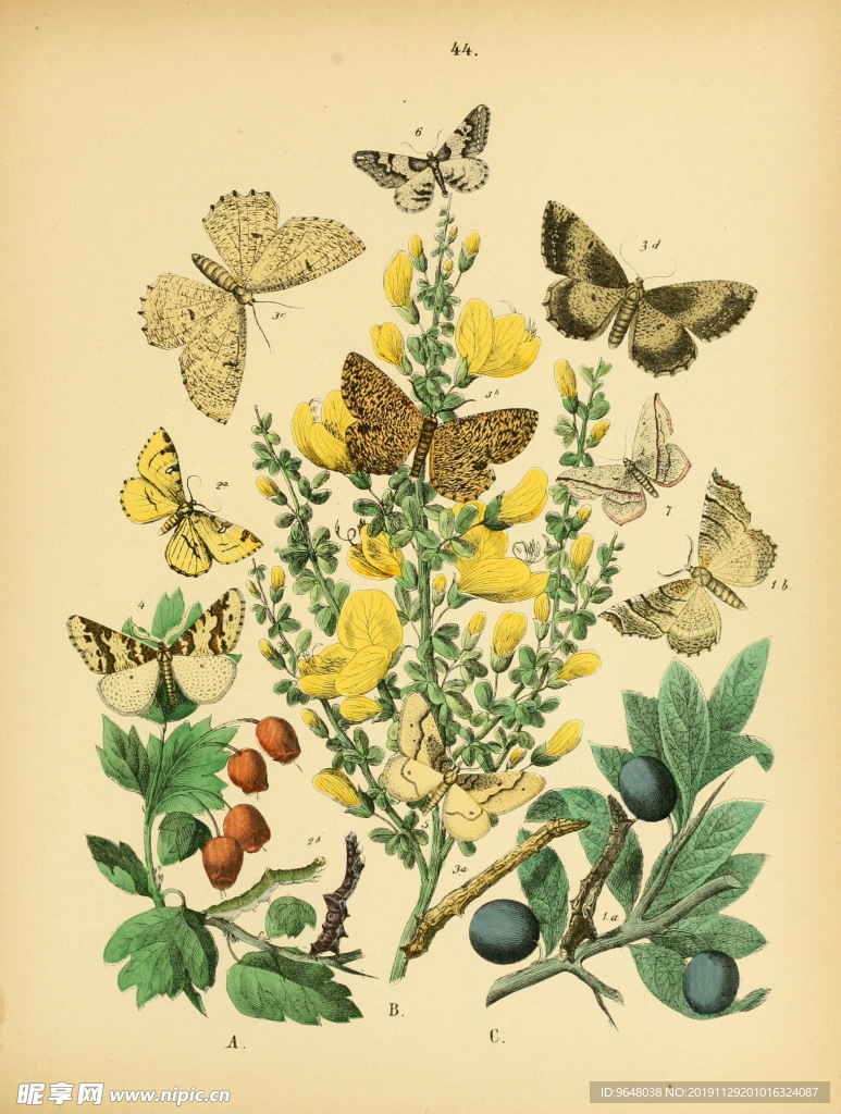 欧洲蝴蝶和飞蛾 Europea