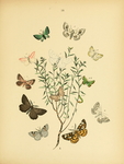 欧洲蝴蝶和飞蛾 Europea