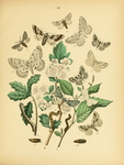 欧洲蝴蝶和飞蛾 Europea