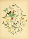 欧洲蝴蝶和飞蛾 Europea