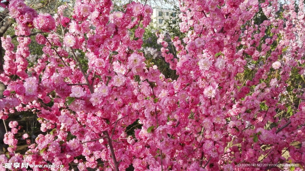 一树桃花