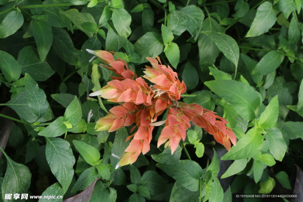 虾衣花