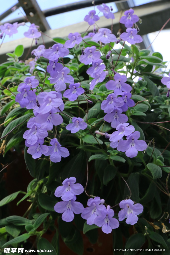 海豚花