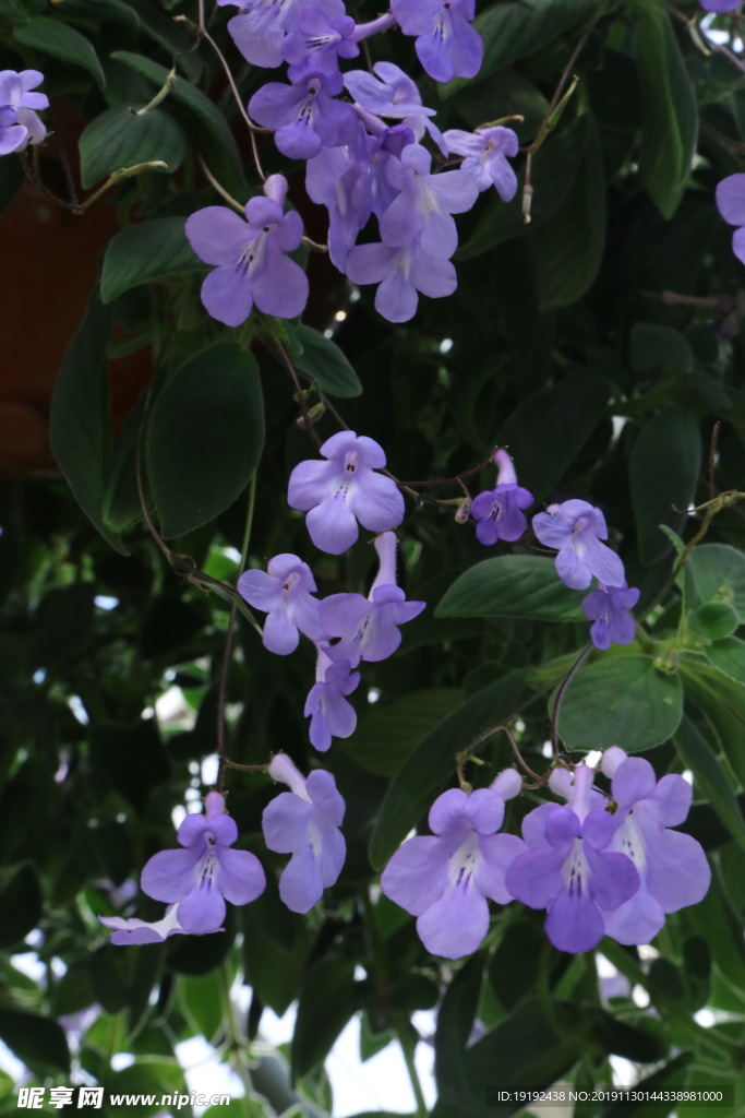 海豚花