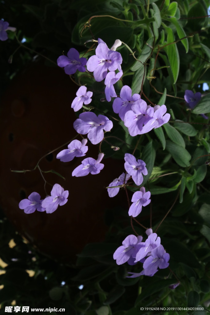 海豚花