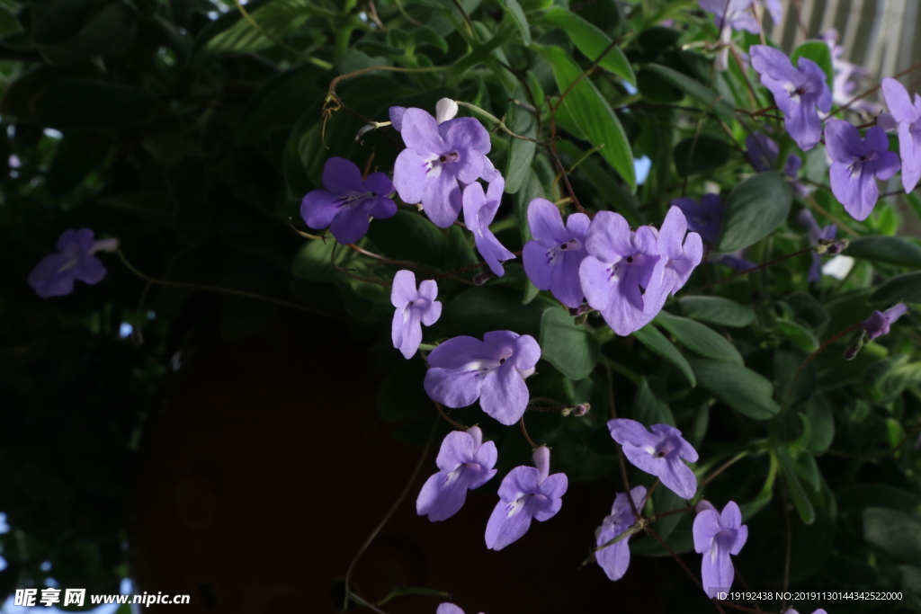 海豚花