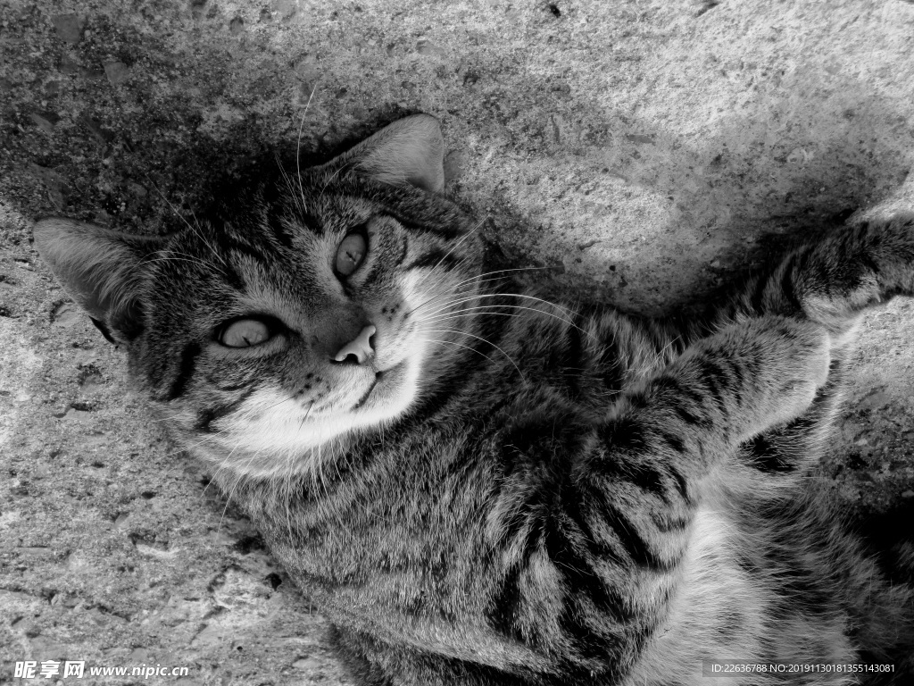 猫