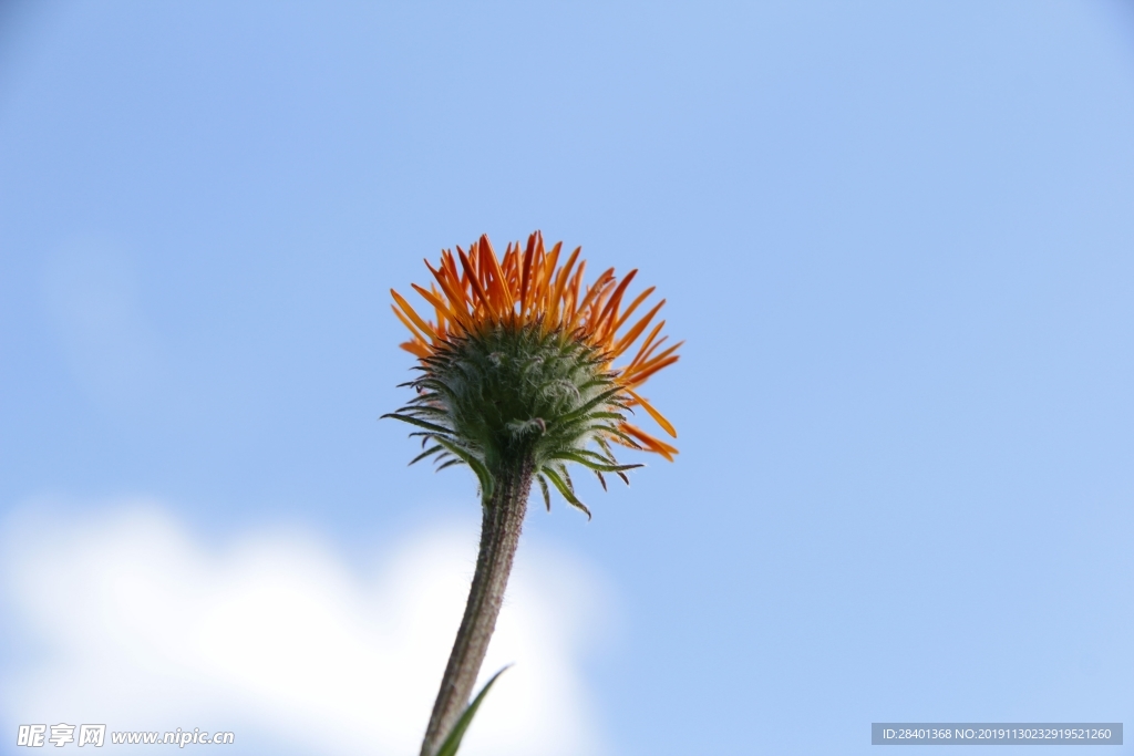 小花