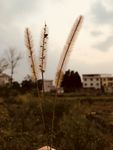狗尾巴草