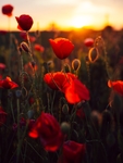 夕阳花下
