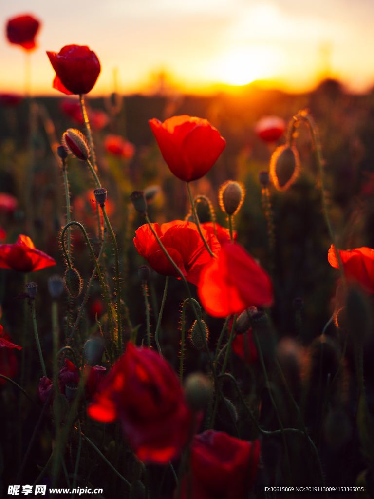 夕阳花下