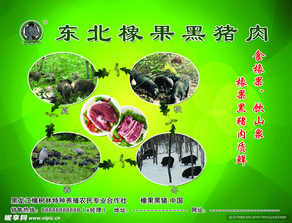 黑猪广告