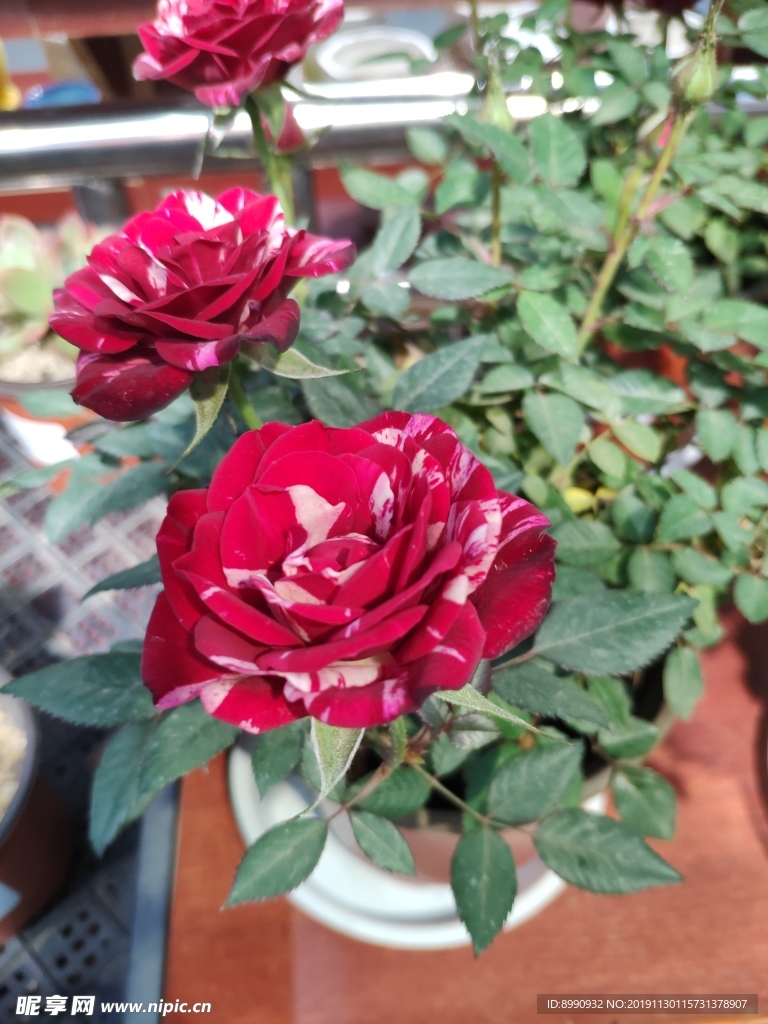 月季花