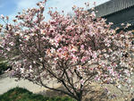 玉兰花