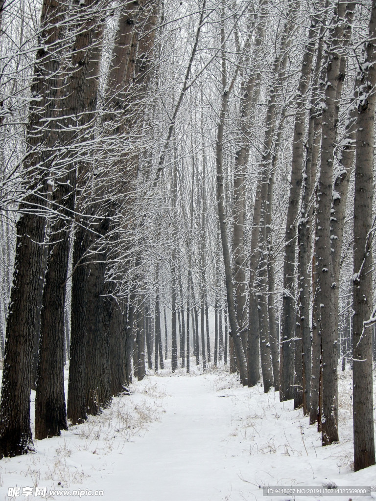 雪景