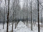 雪景