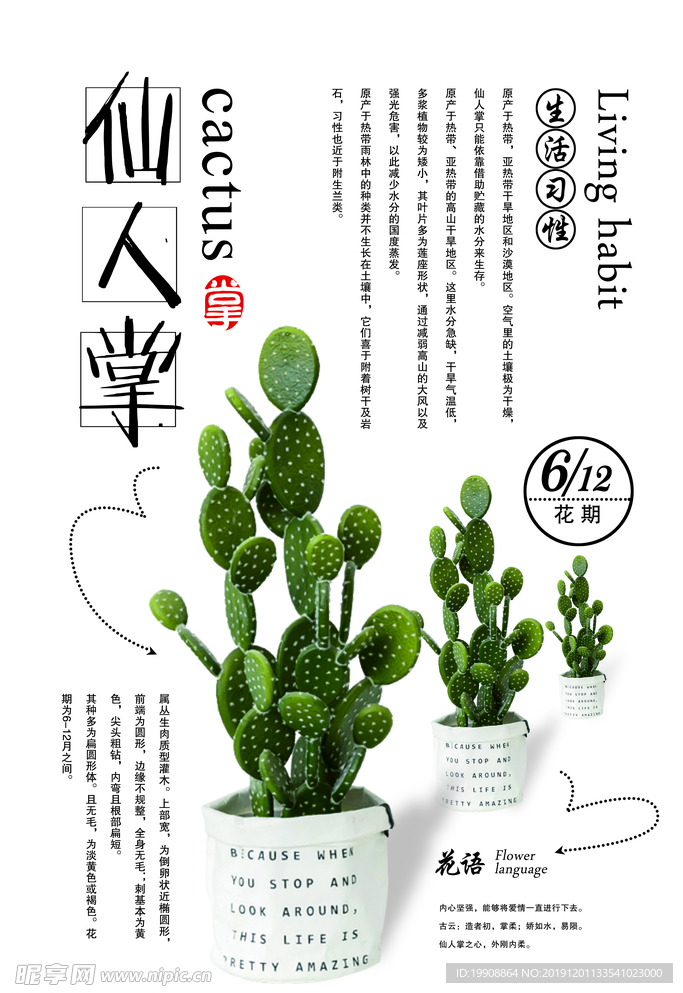 仙人掌 植物 多肉植物 绿植