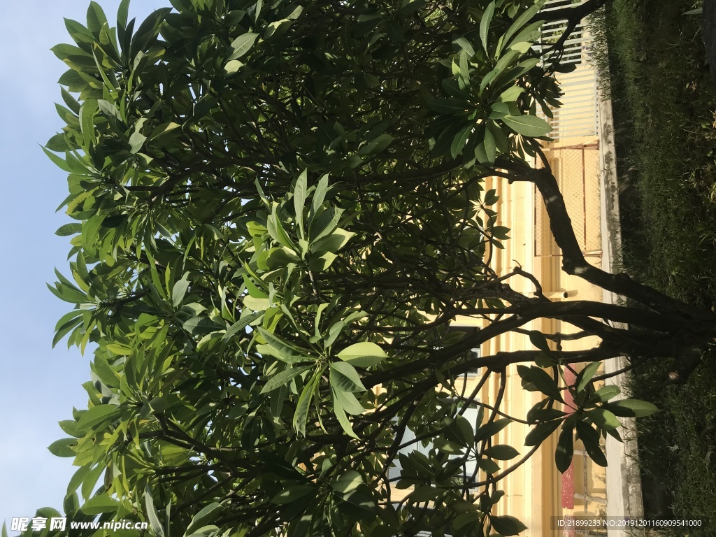 植物
