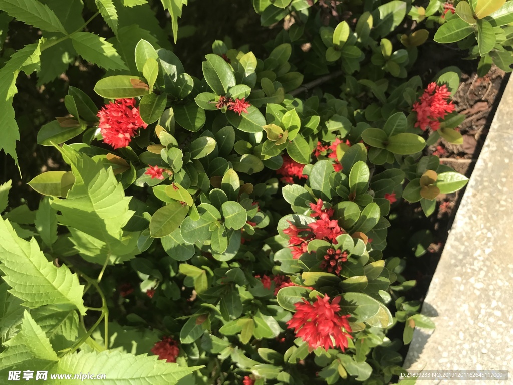 花