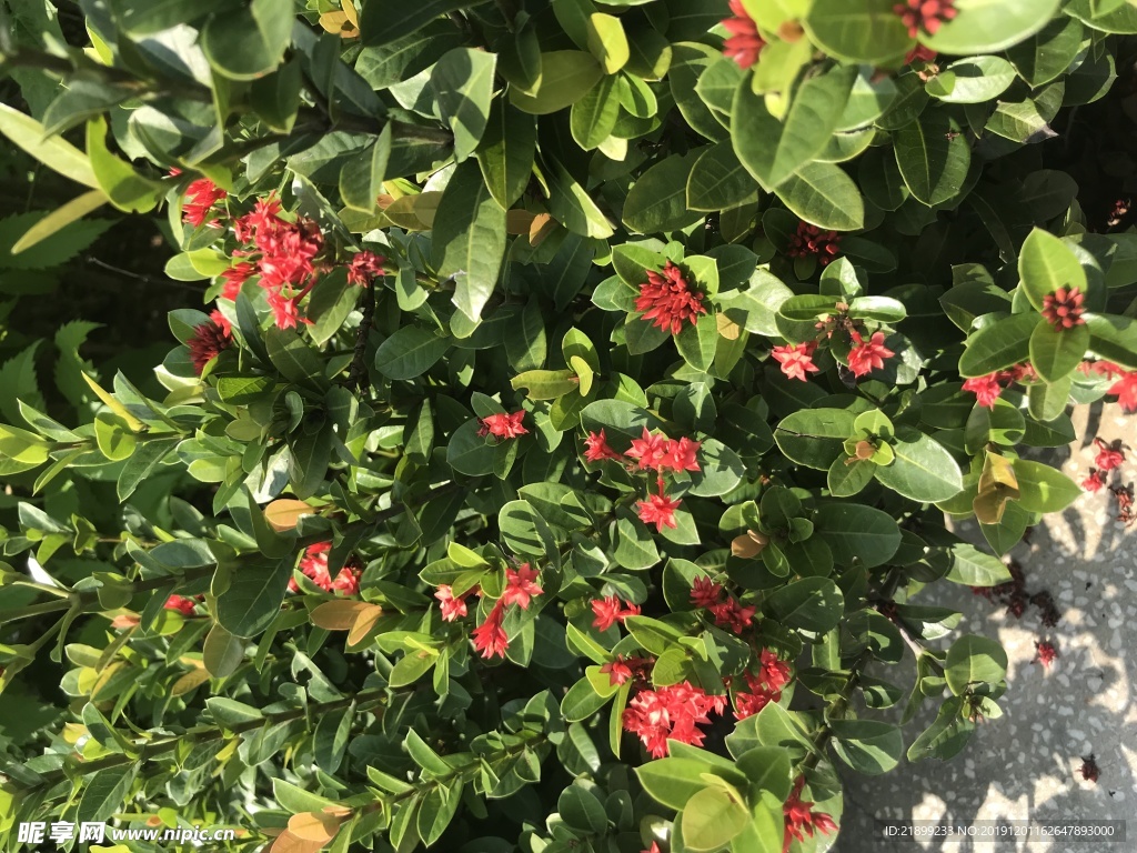 花