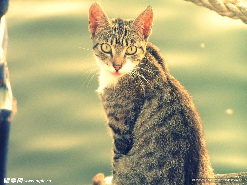 猫