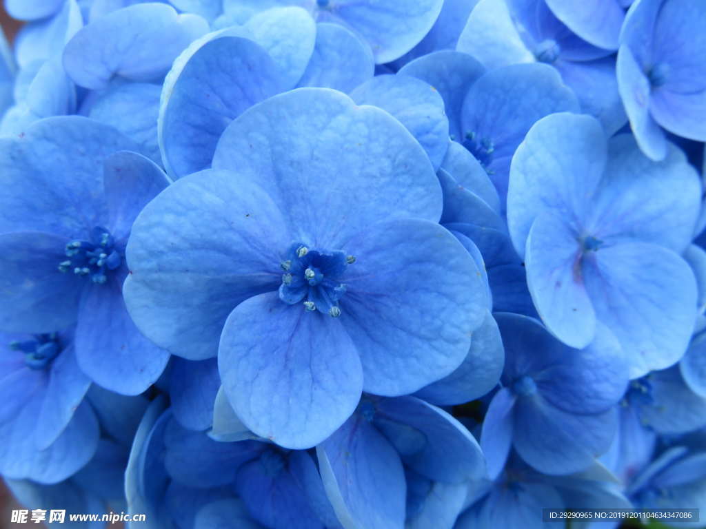 绣球花