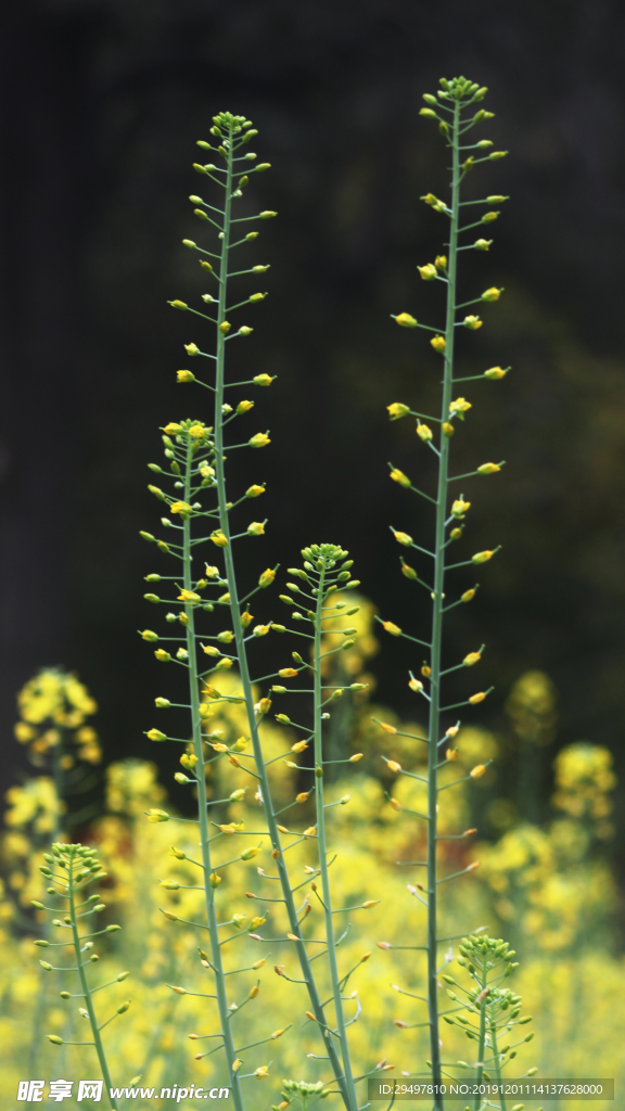 油菜花