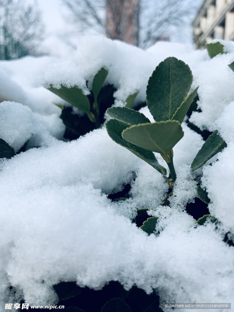 绿叶白雪