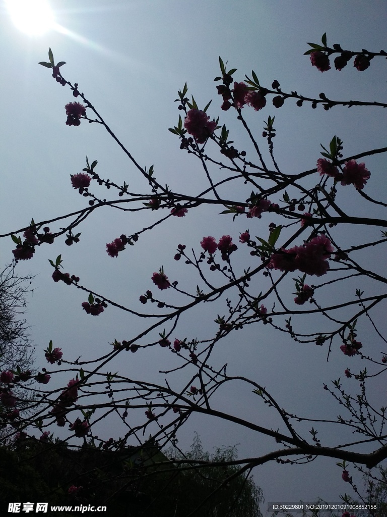 花