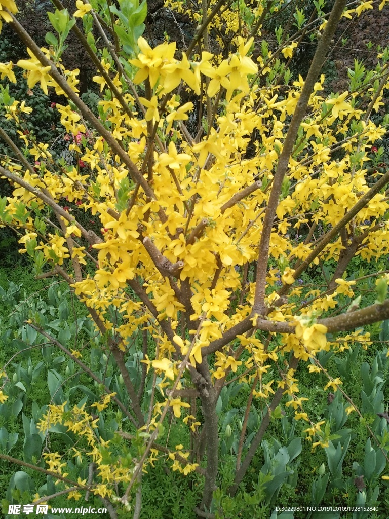 花