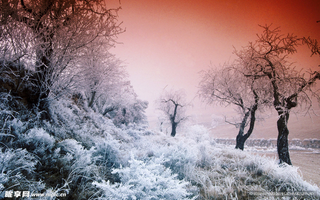 雪景