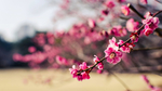 花海