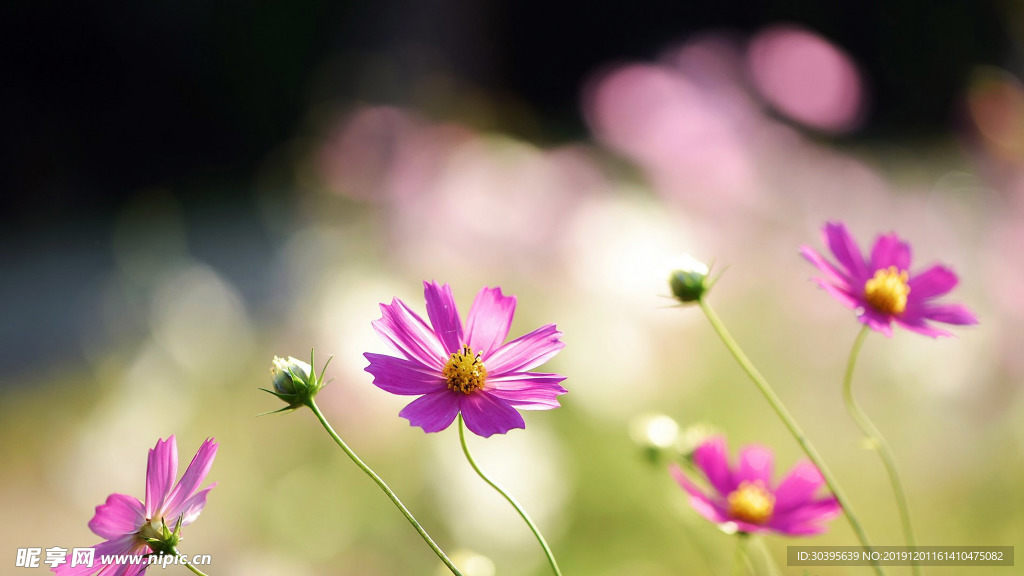 花海