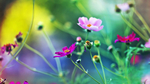 花海