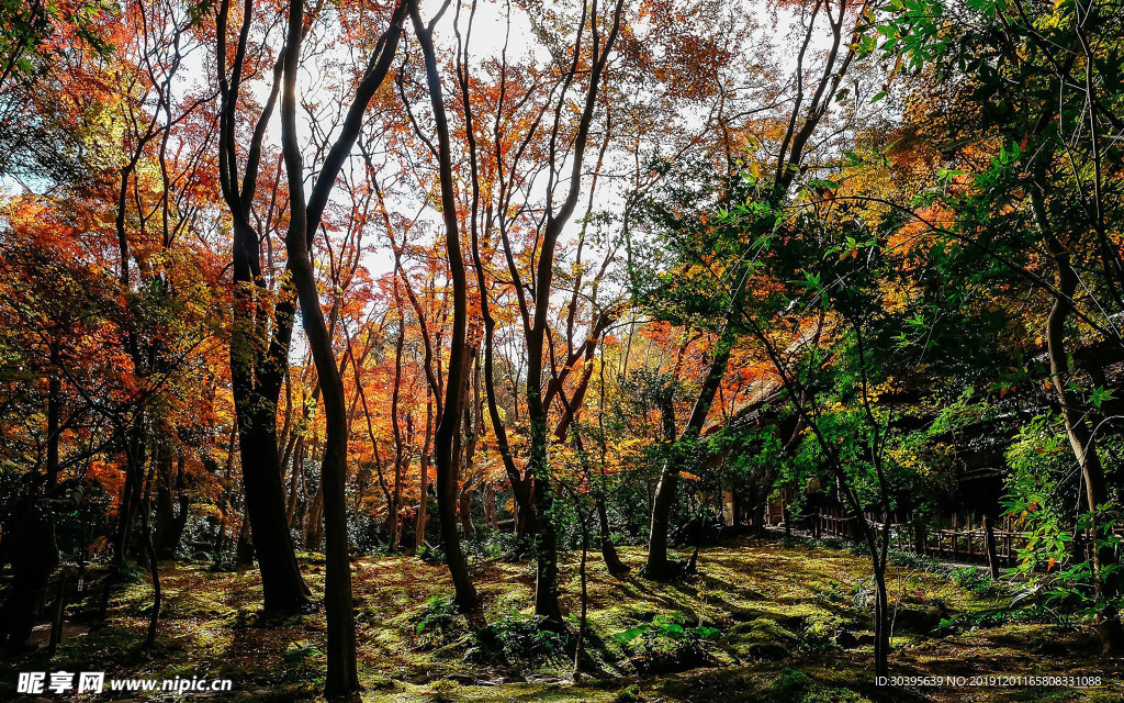 风景