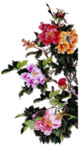 牡丹花素材png