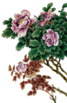 牡丹花工笔画素材