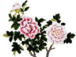 牡丹素材png