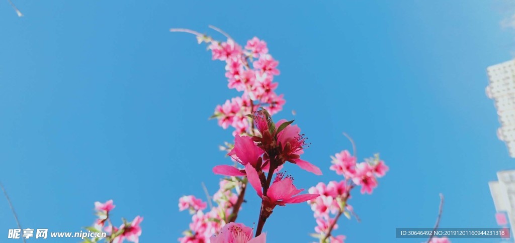 碧空桃红