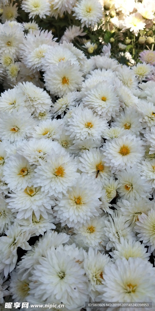 菊花